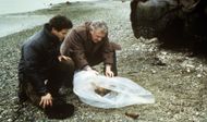 Twin Peaks Source: ABC
